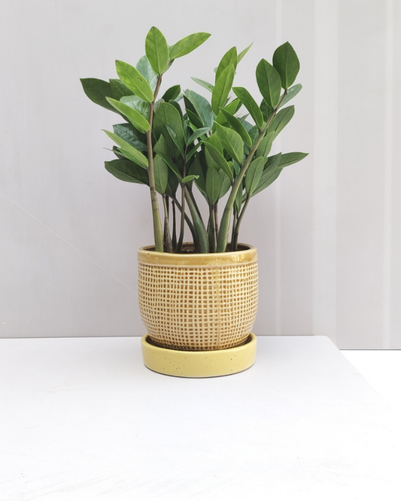 LUXE Plants (SET OF 10)