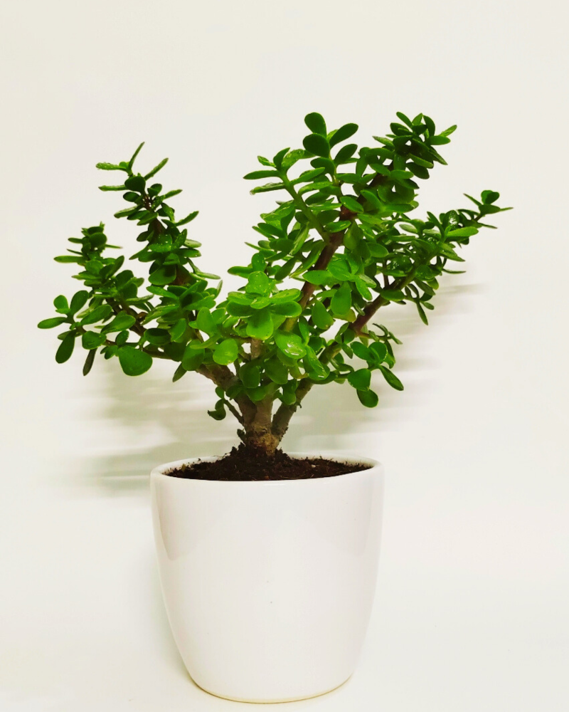 Lucky Jade Plant- (set Of 30)