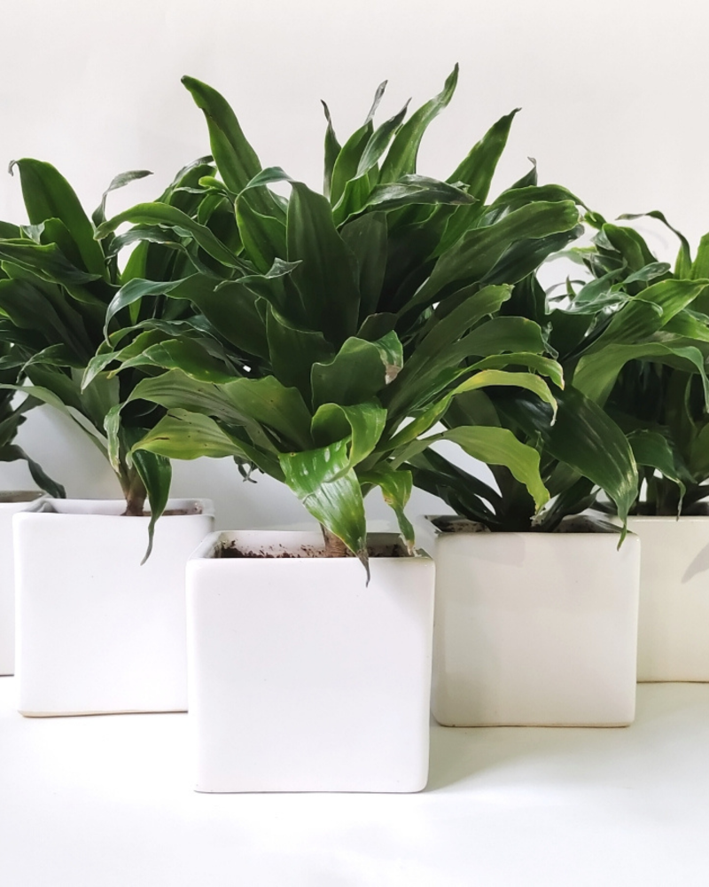 Dracaena Compacta (Set Of 30)