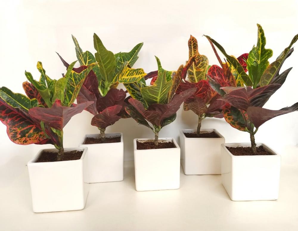 Petra Croton (Set Of 35)