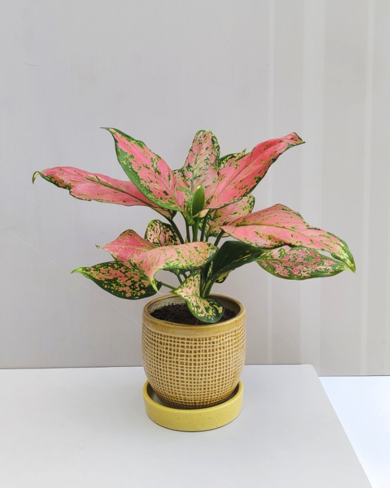 LUXE Plants (SET OF 10)