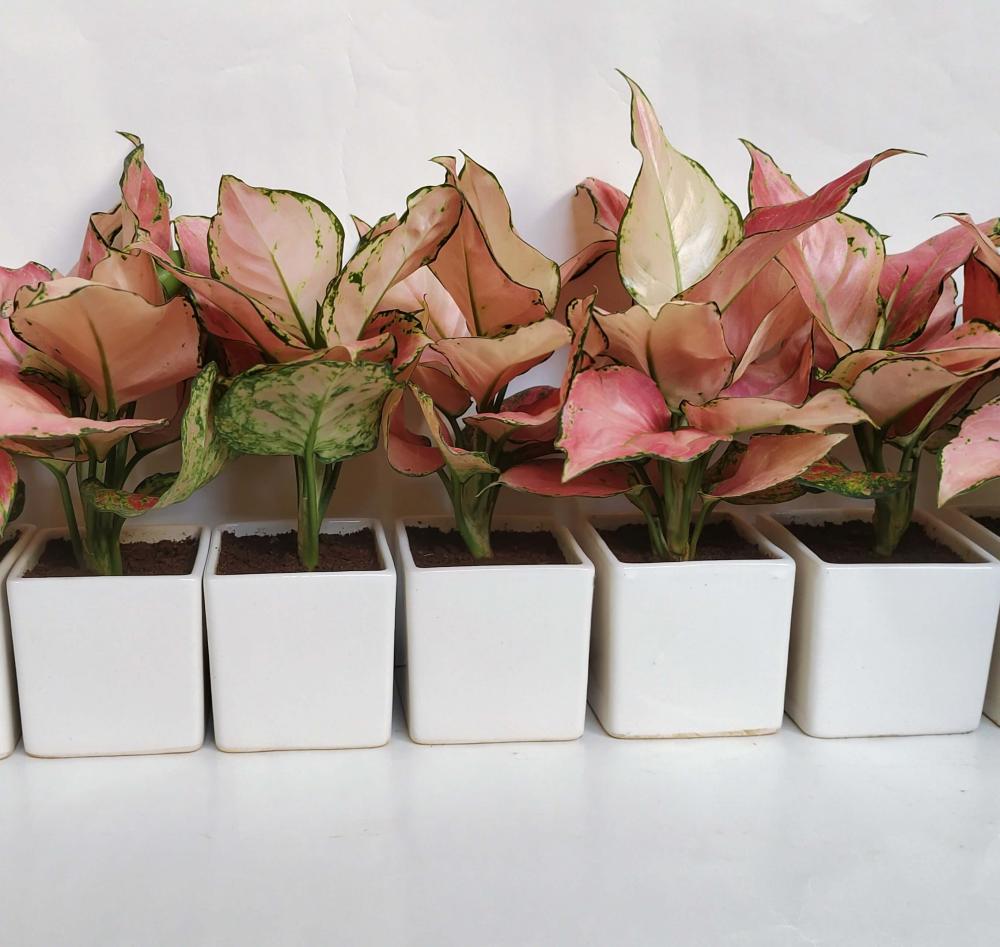 Aglaonema Pink Valentine (set Of 15)