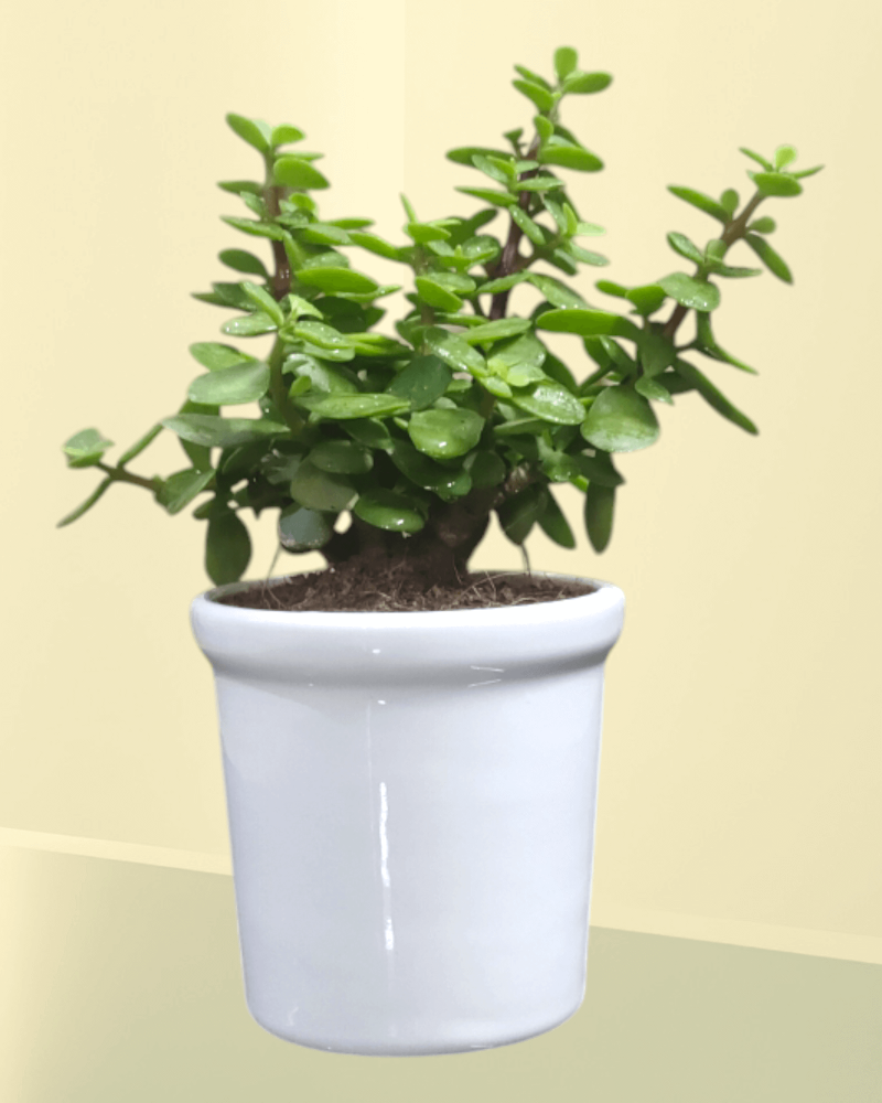 Lucky Jade Plant- (set Of 30)