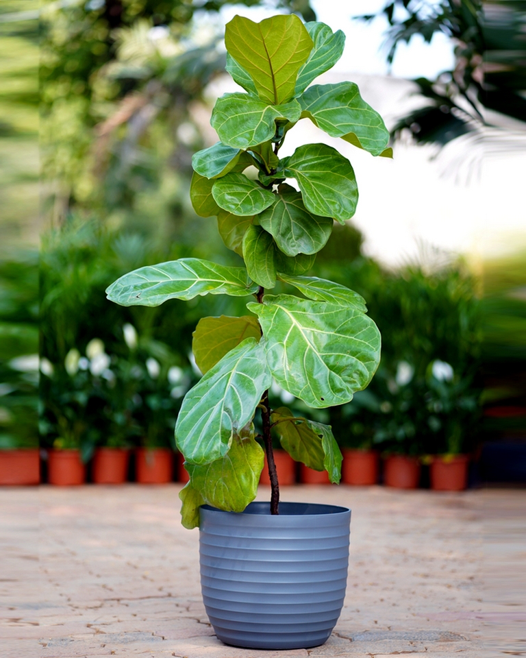 Fiddle Leaf Fig - (set Of 5)