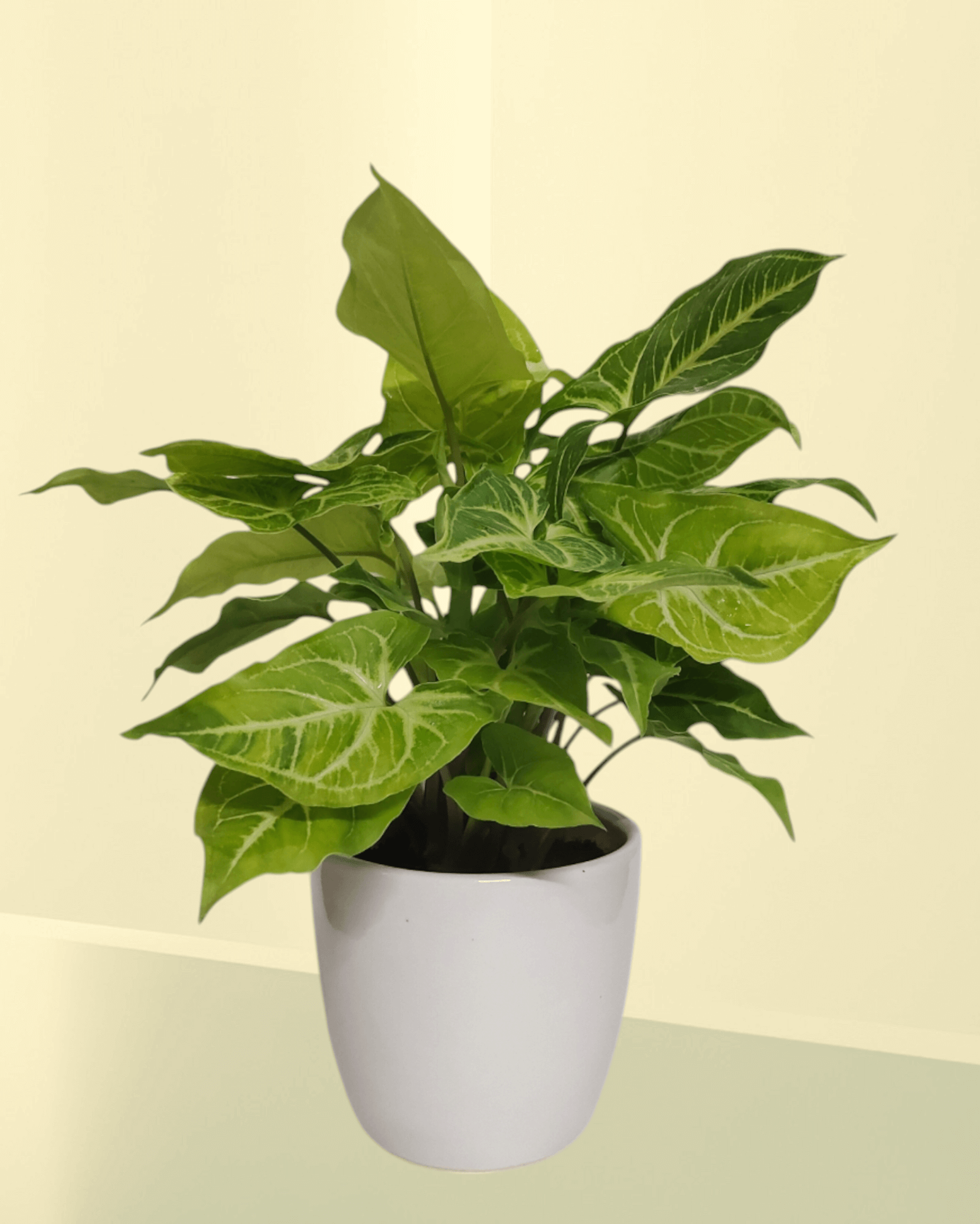 Syngonium Green Gold (Set Of 25)