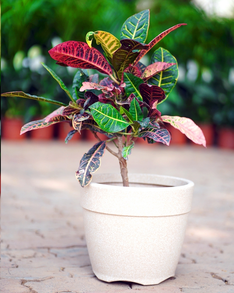 Petra Croton (set Of 10)