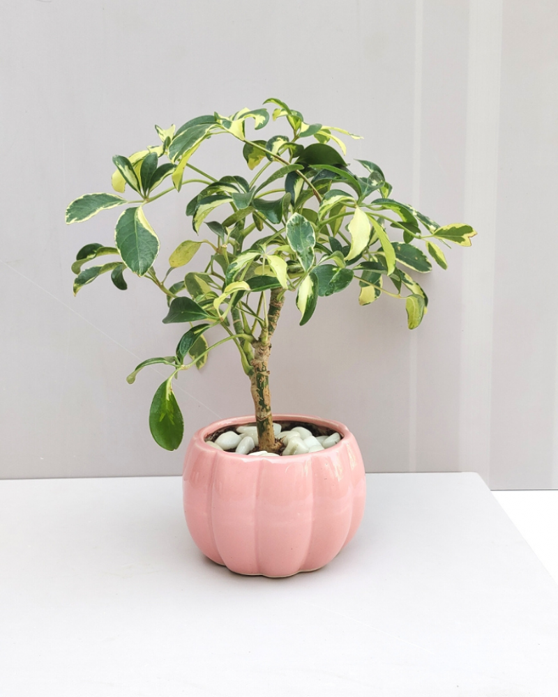 LUXE Plants (SET OF 10)