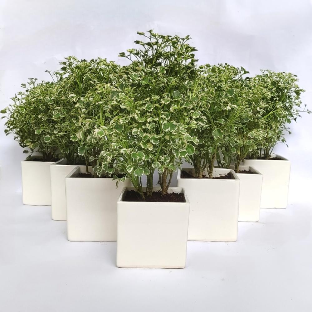 Aralia Variegated (Set Of 30)