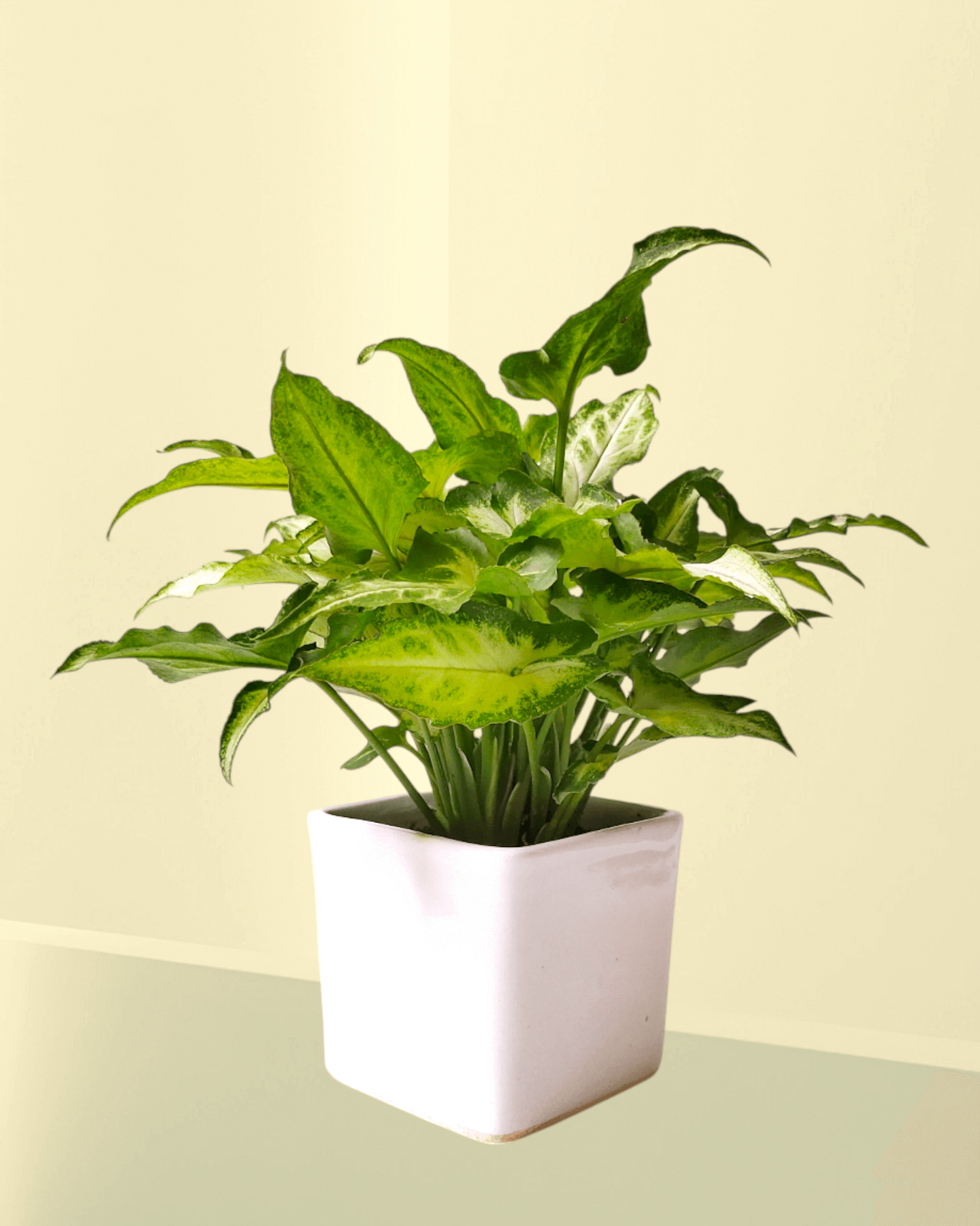 Mini Pixie Variegated (Set Of 30)