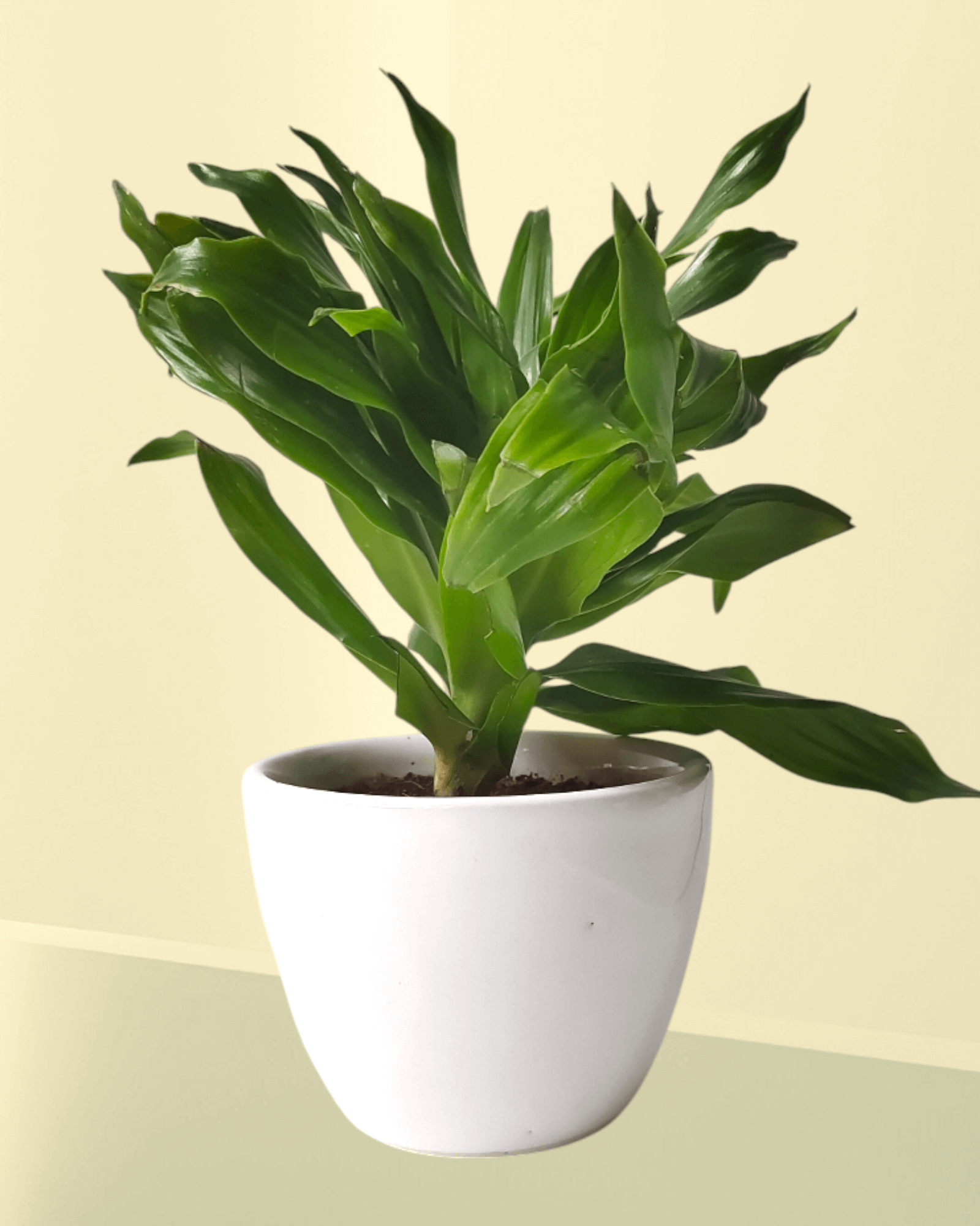 Dracaena Compacta (Set Of 30)
