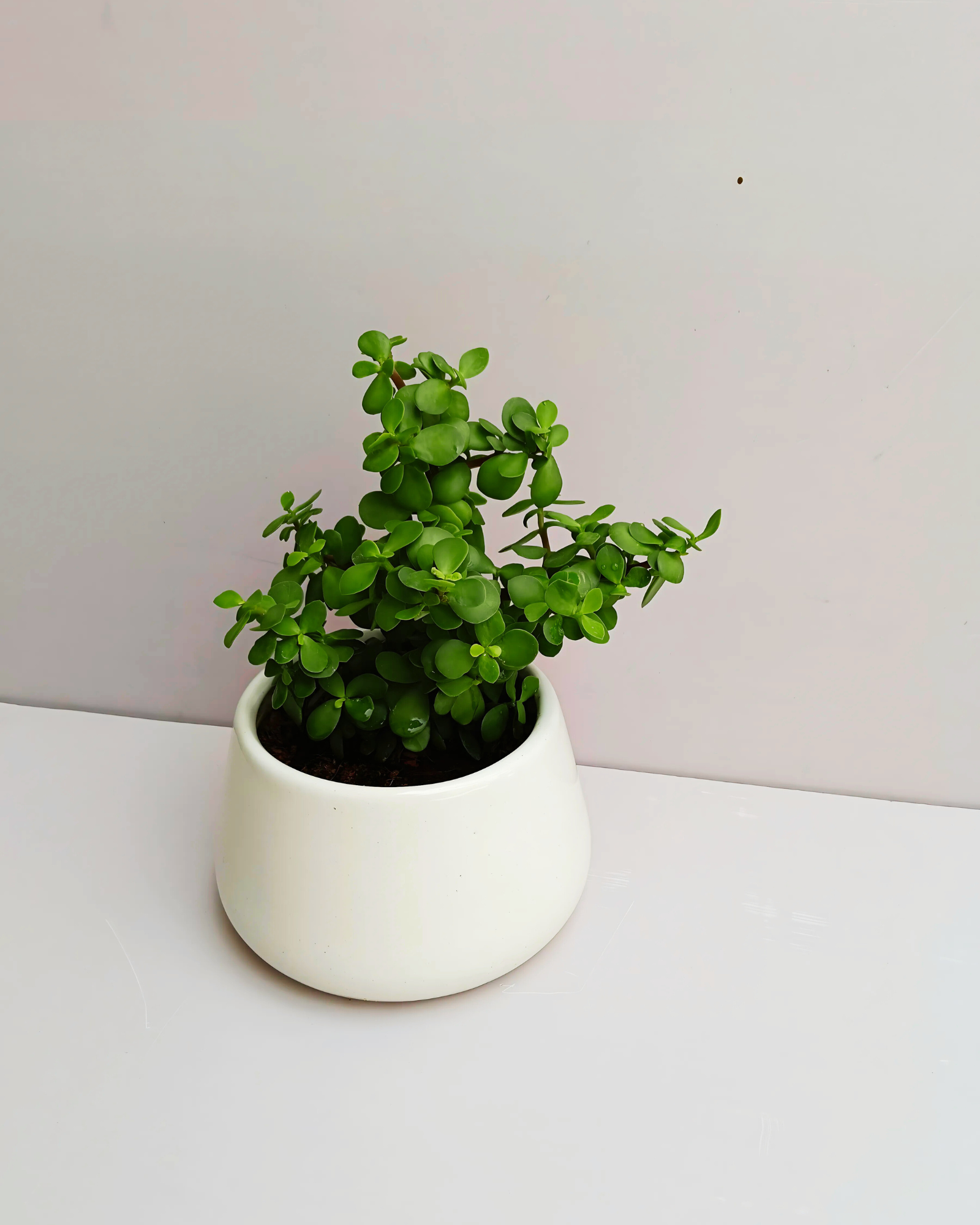 Lucky Jade Plant- (set Of 30)