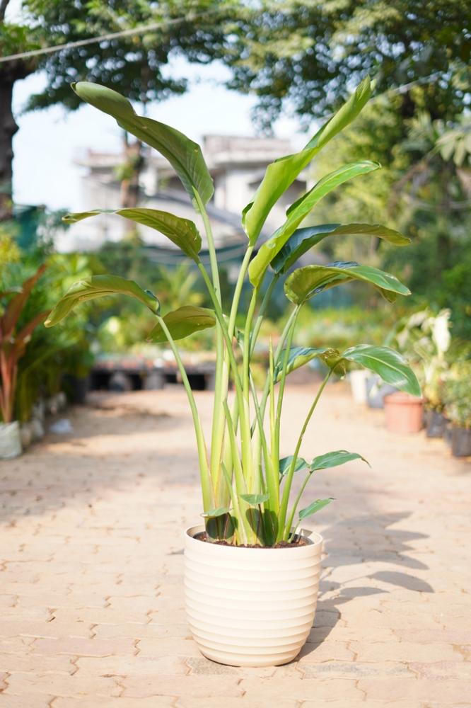 Exotic Bird Of Paradise