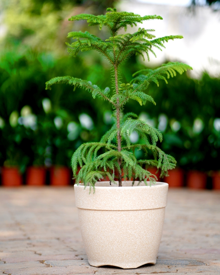 Christmas Tree - (Set Of 10)