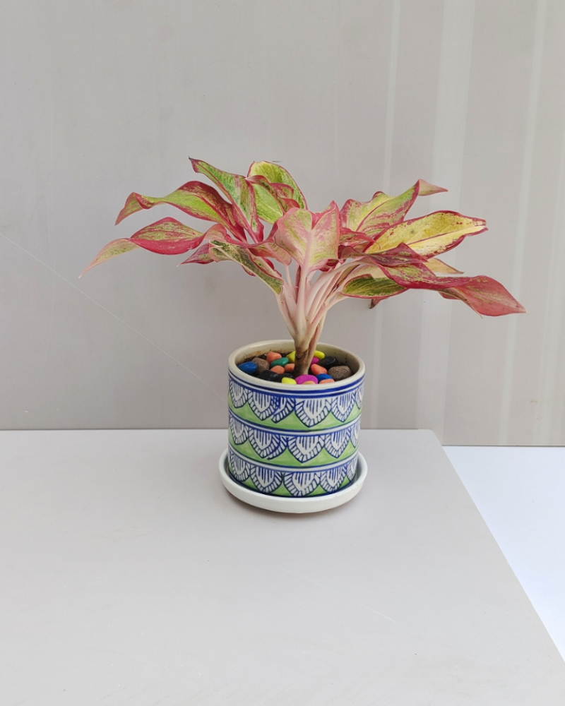 LUXE Plants (SET OF 10)