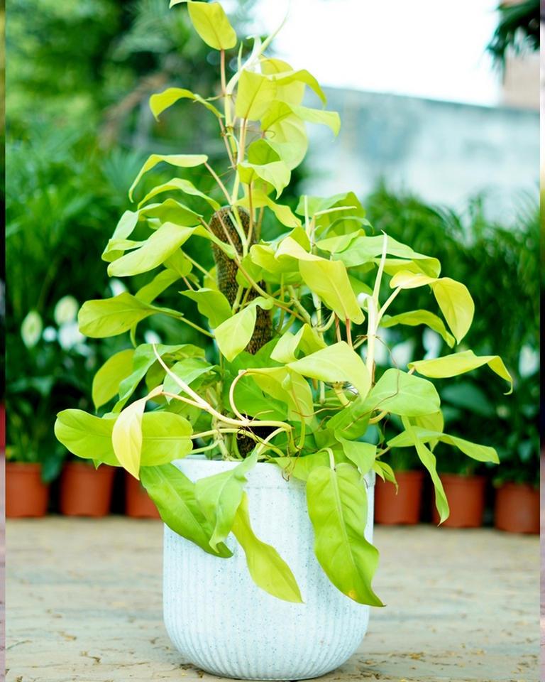 Alluring Philodendron (set Of 5)