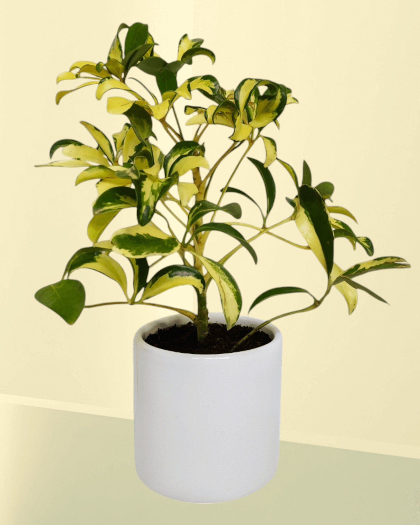 Saplera (Set Of 25)