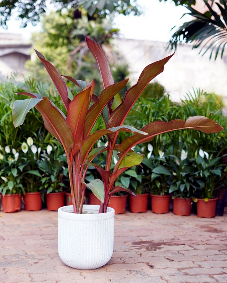 Graceful Heliconia (set Of 2)