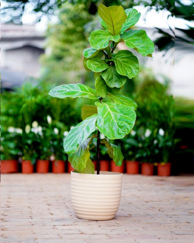 Fiddle Leaf Fig - (set Of 5)