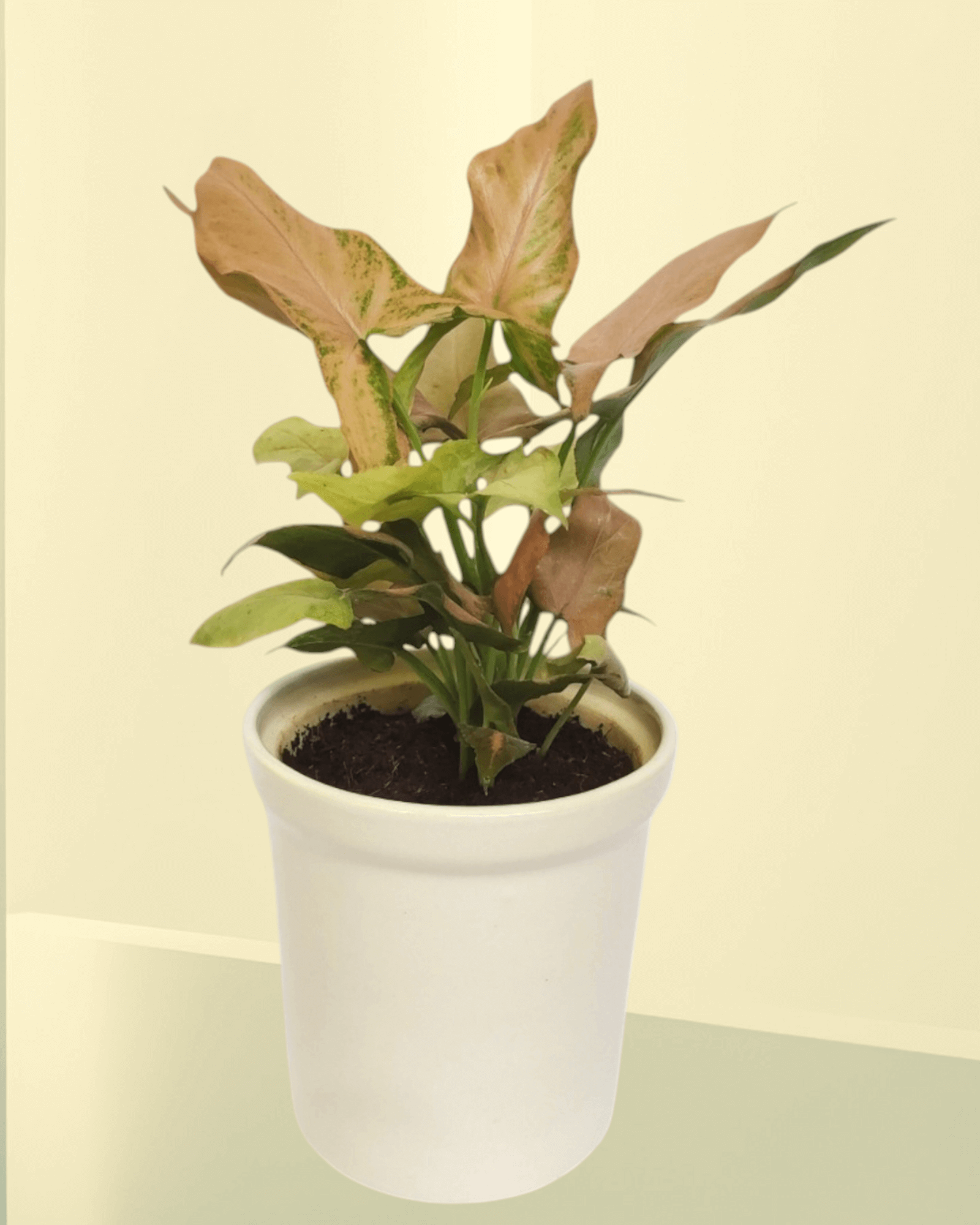 Syngonium Pink Arrowhead (Set Of 35)