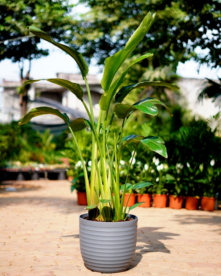 Exotic Bird Of Paradise