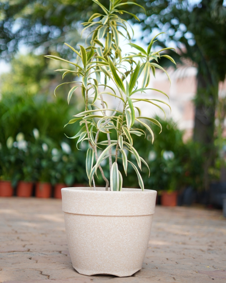 Song Of India (set Of 10)