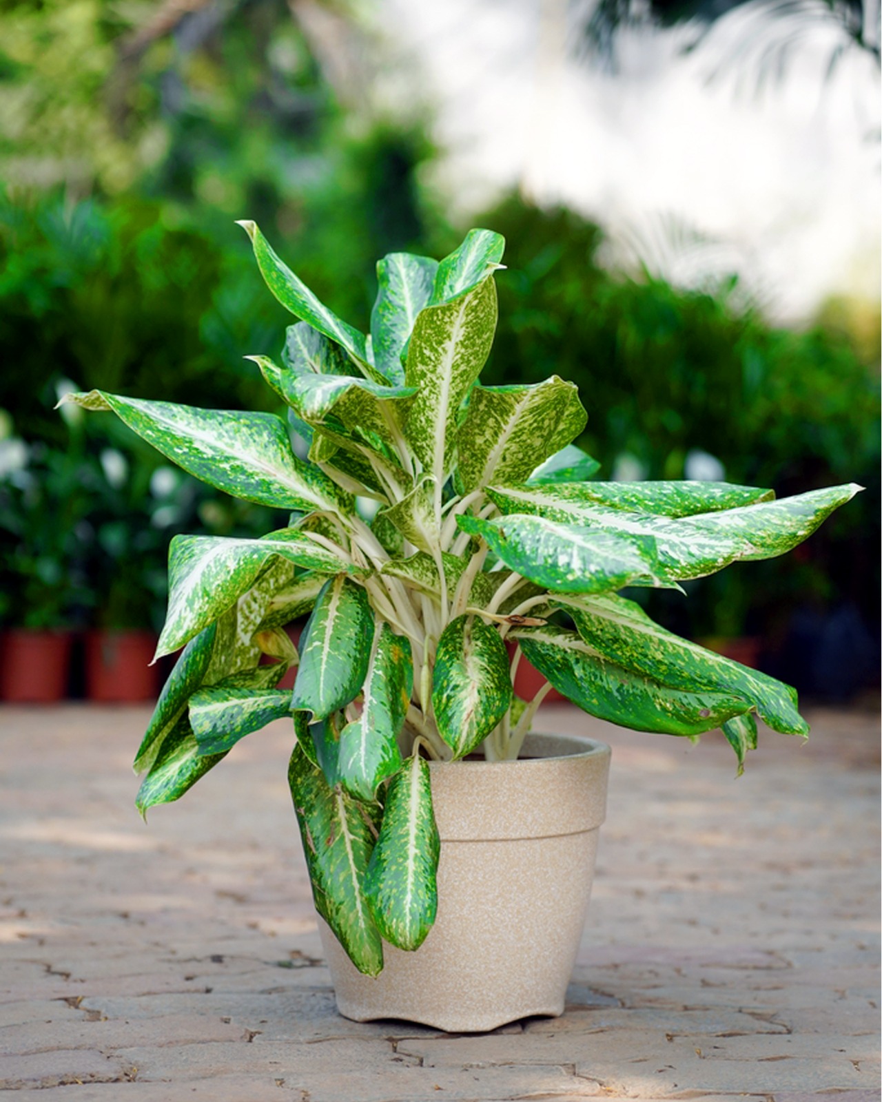 Aglaonema Butterfly - (set Of 10)