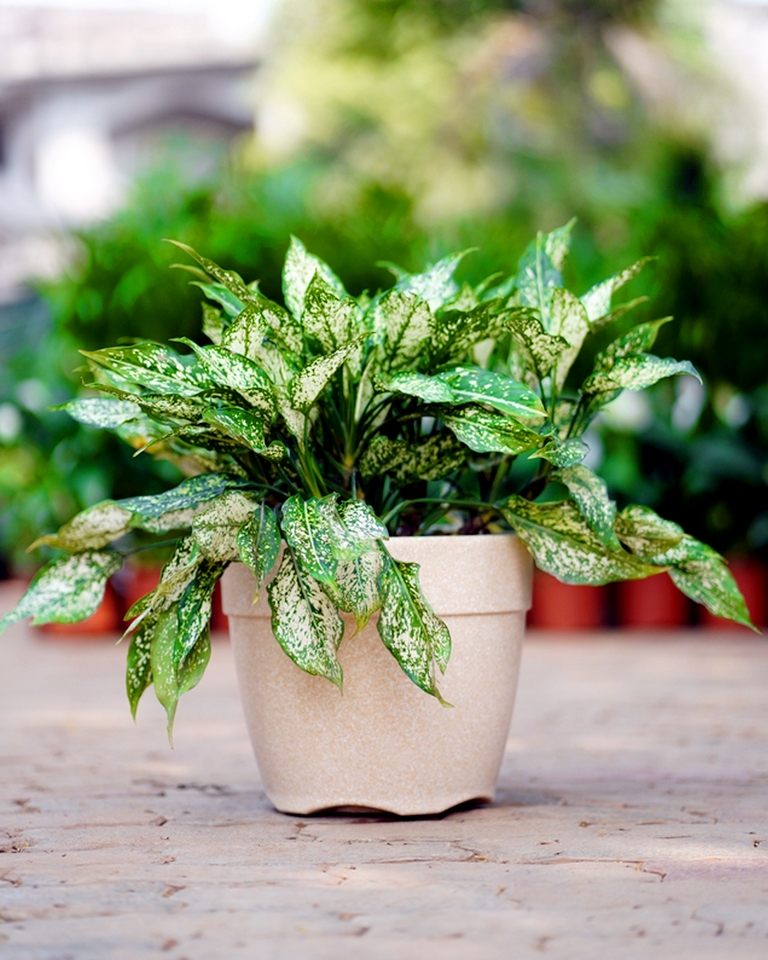 Aglaonema Snow White (Set Of 5)