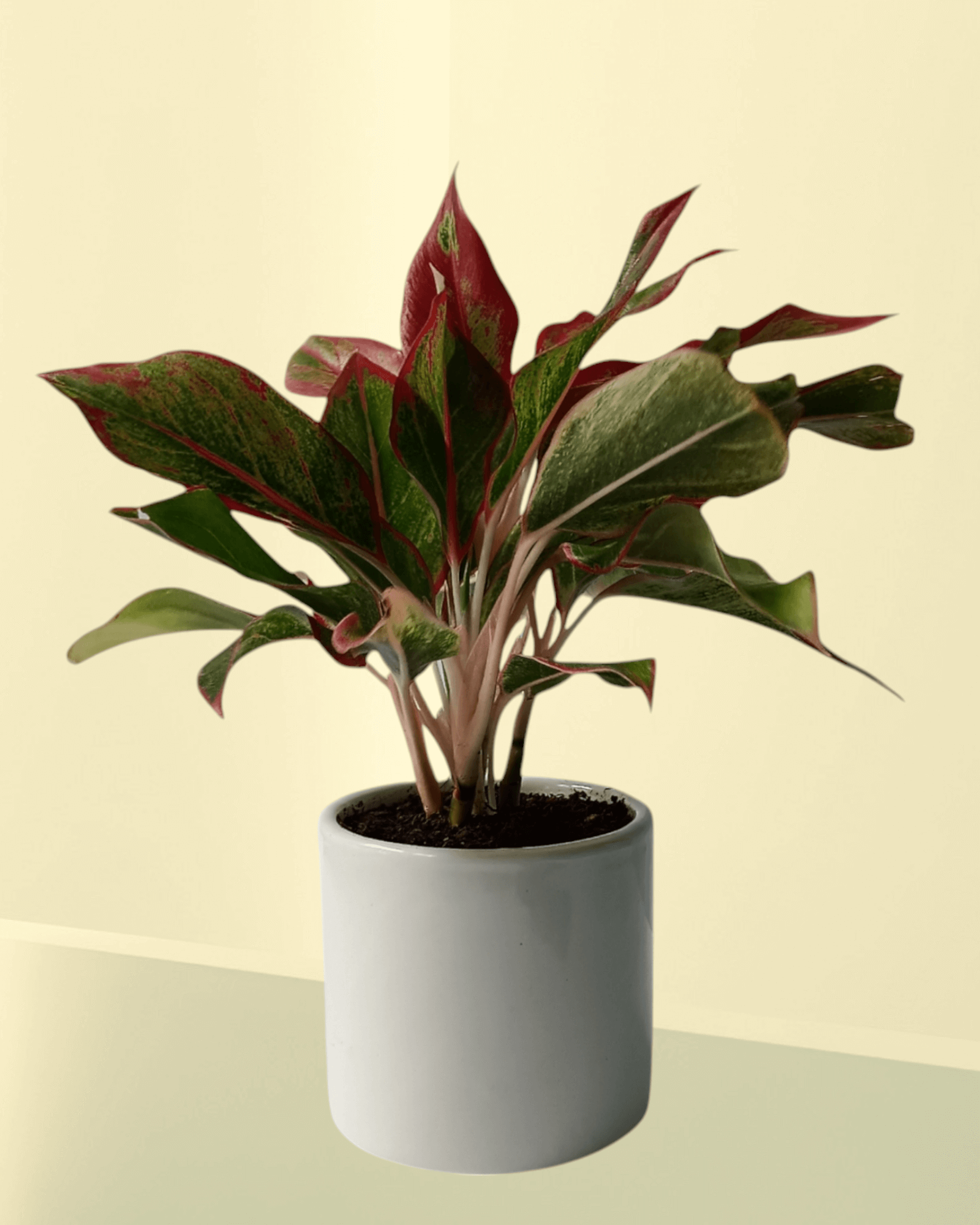 Aglaonema Lipstick (Set Of 25)