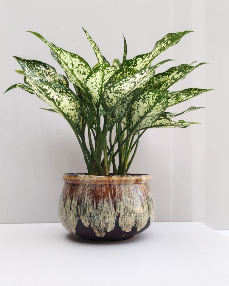 LUXE Plants (SET OF 10)
