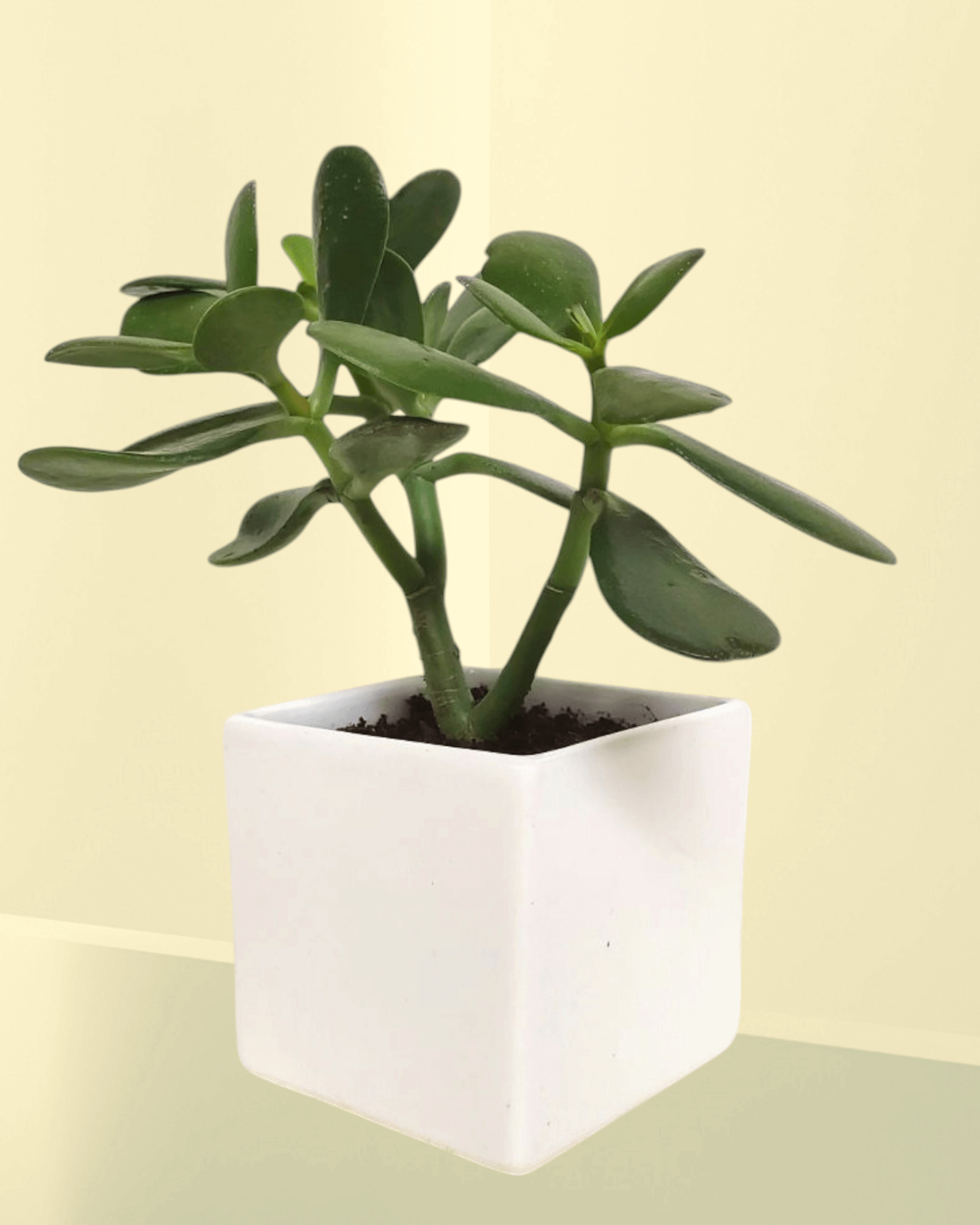 Crassula Ovata (Set Of 30)